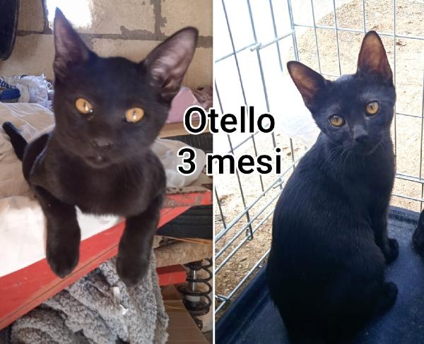 Micetti bisognosi di trovare casa Foto 7