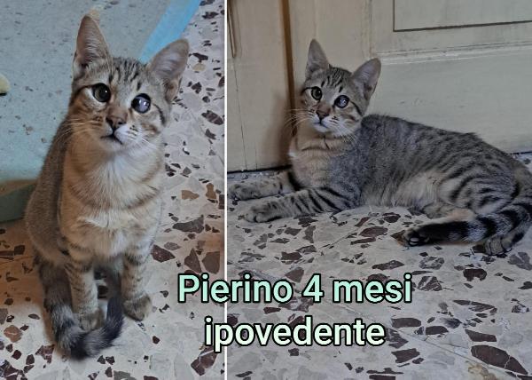 Micetti bisognosi di trovare casa Foto 9