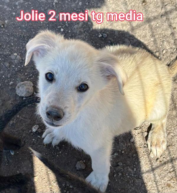 Ancora tanti cuccioli senza famiglia  Foto 6