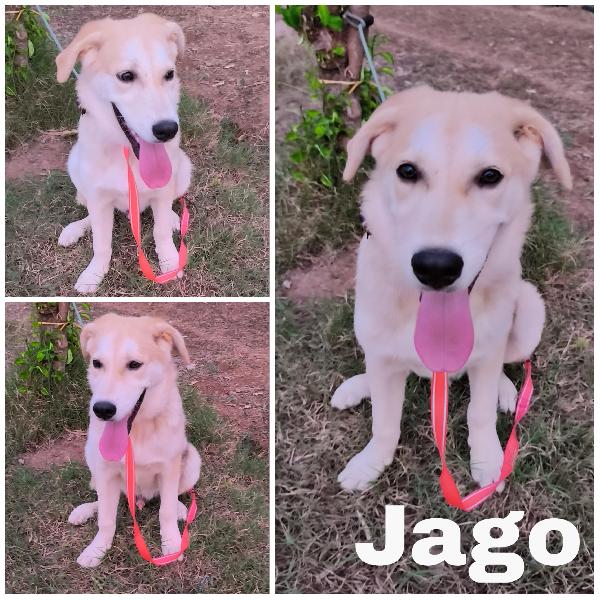 Una Amorevole Famiglia Per Zack E Jago