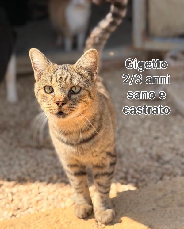 ADOTTA UN MICIO! Foto 10