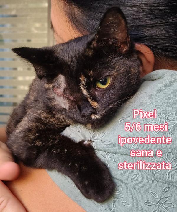 ADOTTA UN MICIO! Foto 12