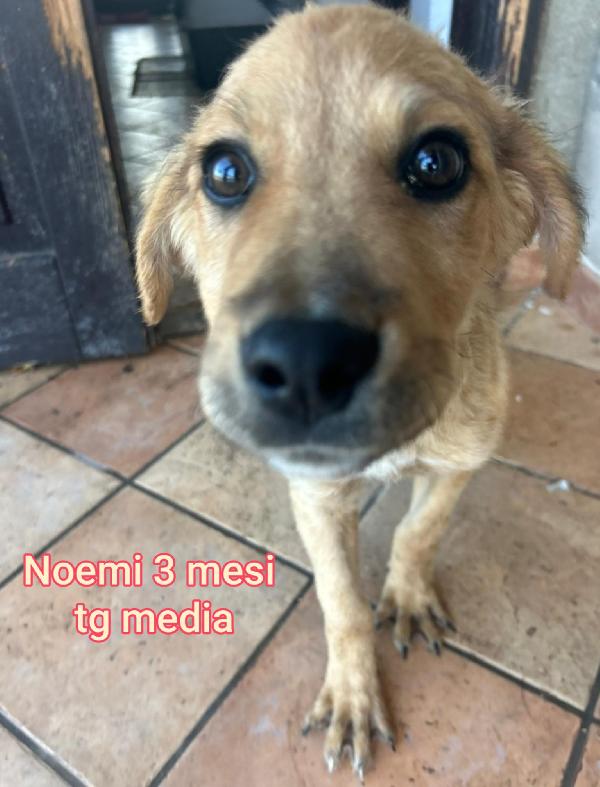 ADOTTA UN CUCCIOLO! Foto 8