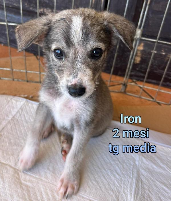 ADOTTA UN CUCCIOLO! Foto 10