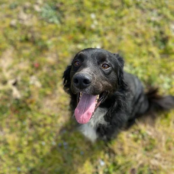 Prince Cagnolino Dolce E Sfortunato Cerca Adozione!! 7 Anni Taglia Media
