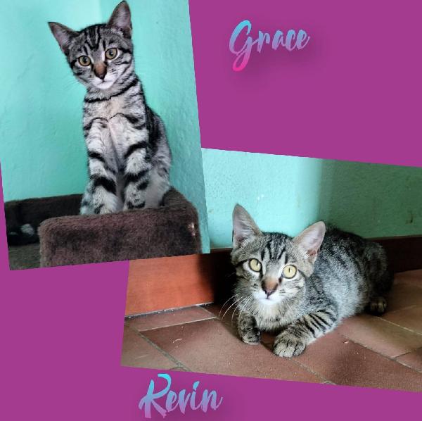 GRACE e KEVIN, teneri gattini in adozione! Foto 1