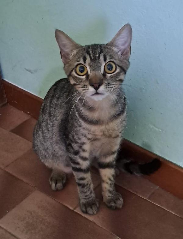 GRACE e KEVIN, teneri gattini in adozione! Foto 3