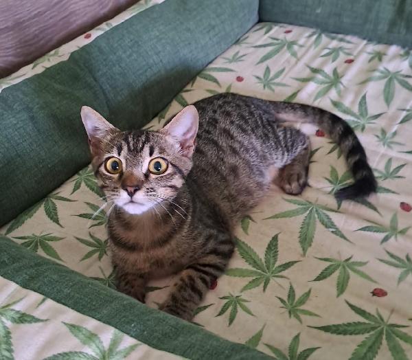 GRACE e KEVIN, teneri gattini in adozione! Foto 4