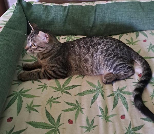 GRACE e KEVIN, teneri gattini in adozione! Foto 5