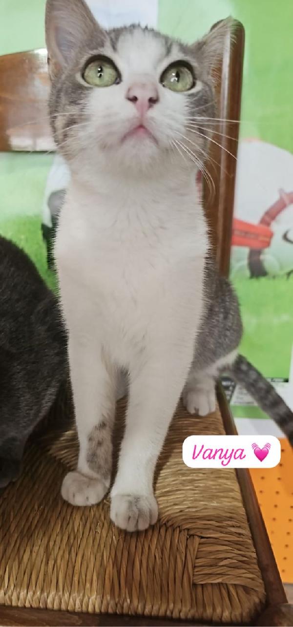 Micine simil certosina e tigrata cercano casa  Foto 4