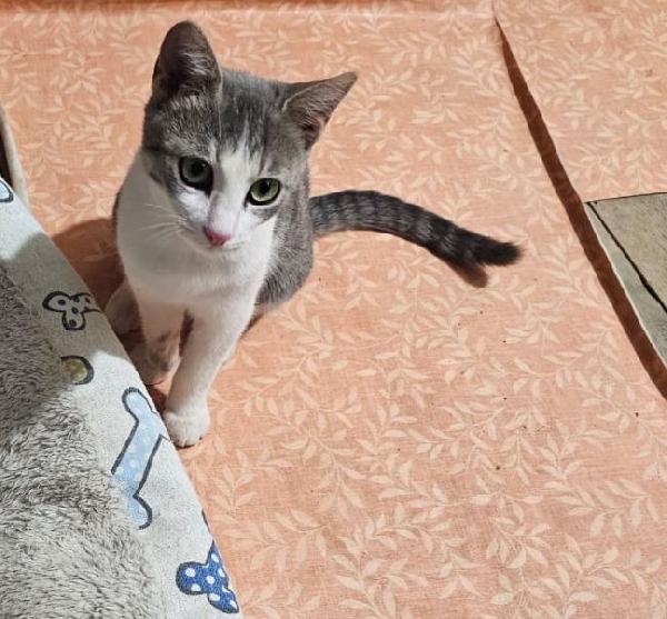 Micine simil certosina e tigrata cercano casa  Foto 5
