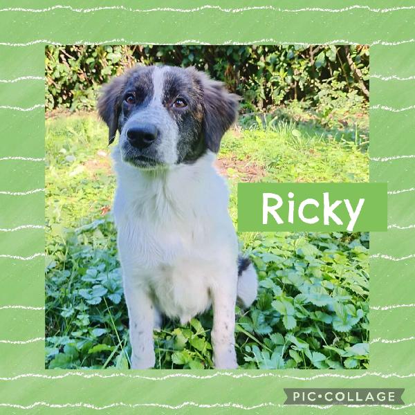 ♥️🐾 Ricky 🐾♥️ In Stallo A Bologna Cucciolo Simil Border Bellissimo In Adozione 