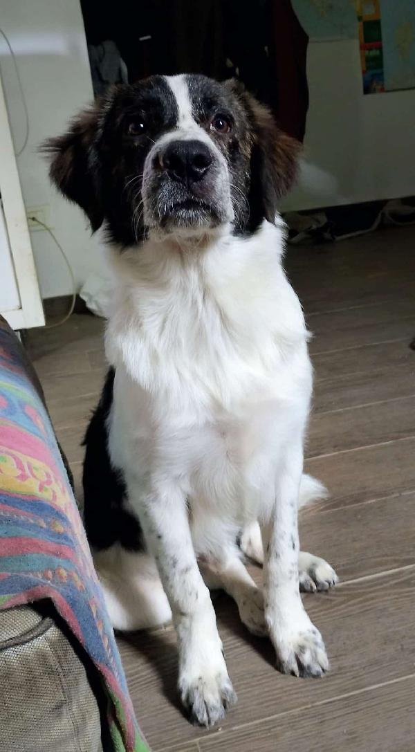 ♥️🐾 ricky 🐾♥️ in stallo a Bologna cucciolo simil border bellissimo in adozione  Foto 2