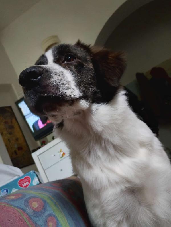 ♥️🐾 ricky 🐾♥️ in stallo a Bologna cucciolo simil border bellissimo in adozione  Foto 3