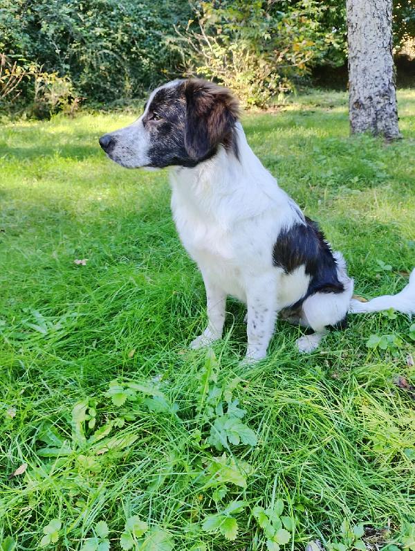 ♥️🐾 ricky 🐾♥️ in stallo a Bologna cucciolo simil border bellissimo in adozione  Foto 4
