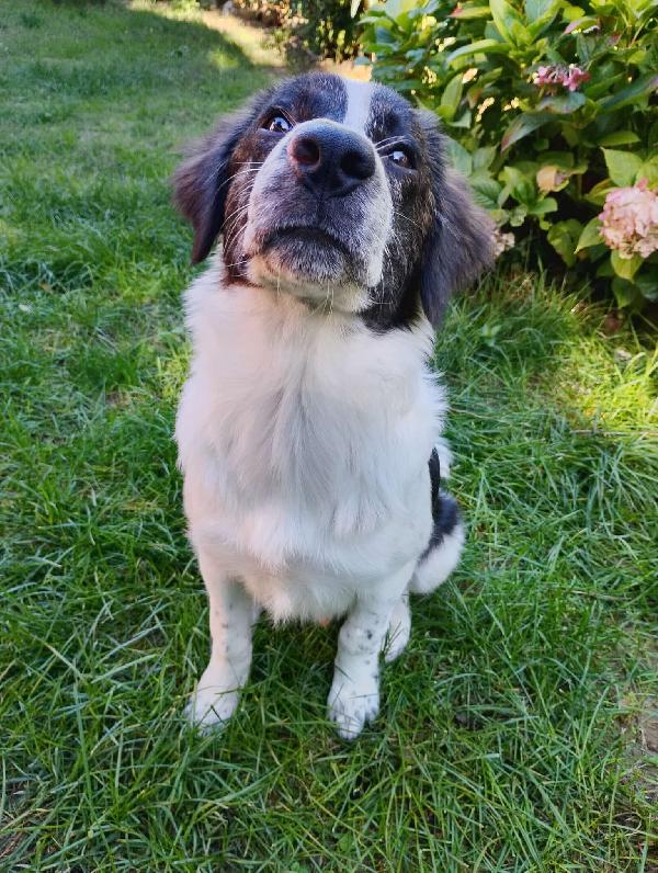 ♥️🐾 ricky 🐾♥️ in stallo a Bologna cucciolo simil border bellissimo in adozione  Foto 5