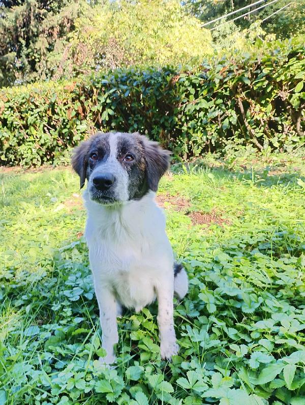 ♥️🐾 ricky 🐾♥️ in stallo a Bologna cucciolo simil border bellissimo in adozione  Foto 6