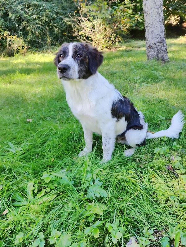 ♥️🐾 ricky 🐾♥️ in stallo a Bologna cucciolo simil border bellissimo in adozione  Foto 7