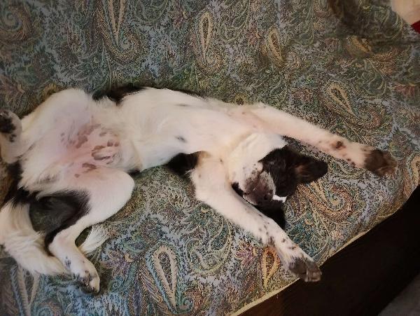 ♥️🐾 ricky 🐾♥️ in stallo a Bologna cucciolo simil border bellissimo in adozione  Foto 8