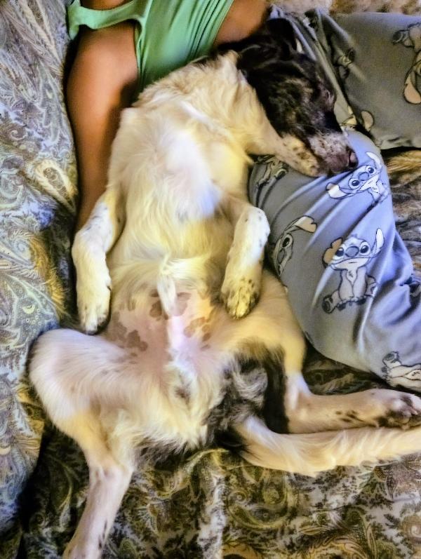 ♥️🐾 ricky 🐾♥️ in stallo a Bologna cucciolo simil border bellissimo in adozione  Foto 9