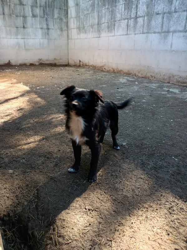 Duke Cucciolo Taglia Piccola 5 Mesi