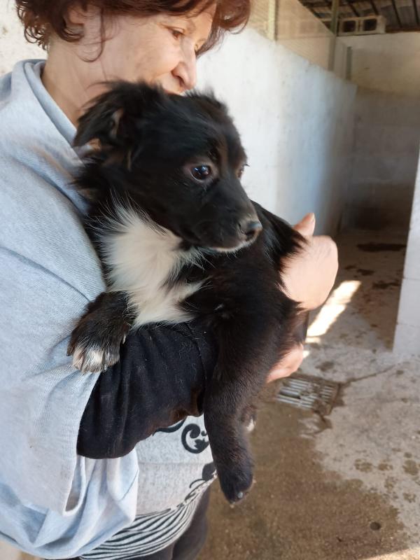 DUKE cucciolo taglia piccola 5 mesi Foto 2