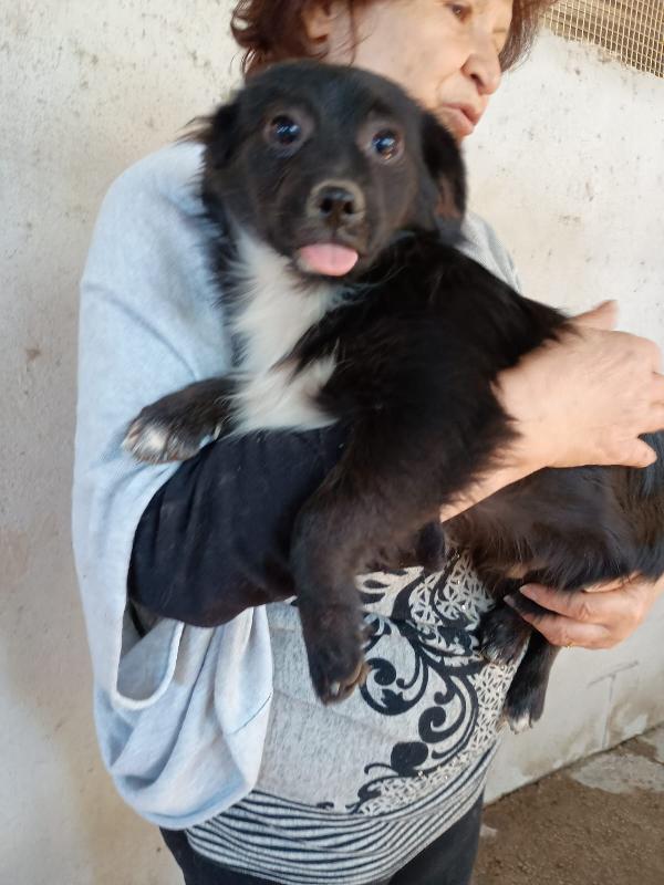 DUKE cucciolo taglia piccola 5 mesi Foto 3