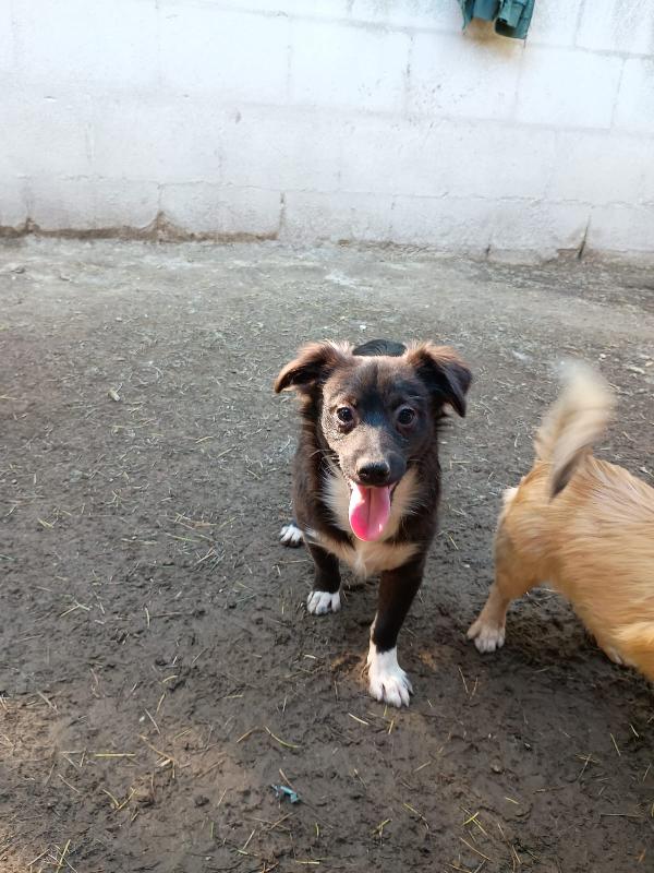 Buddy Cucciolo 5 Mesi Bianco E Nero Pelo Lungo