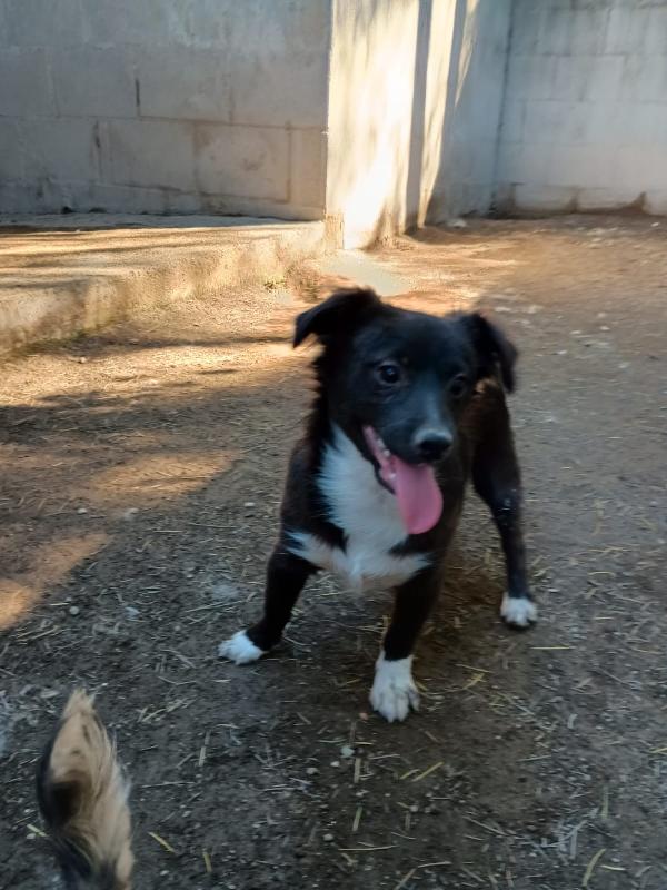 BUDDY cucciolo 5 mesi bianco e nero pelo lungo Foto 2