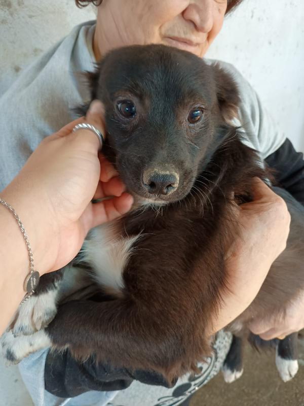 BUDDY cucciolo 5 mesi bianco e nero pelo lungo Foto 3