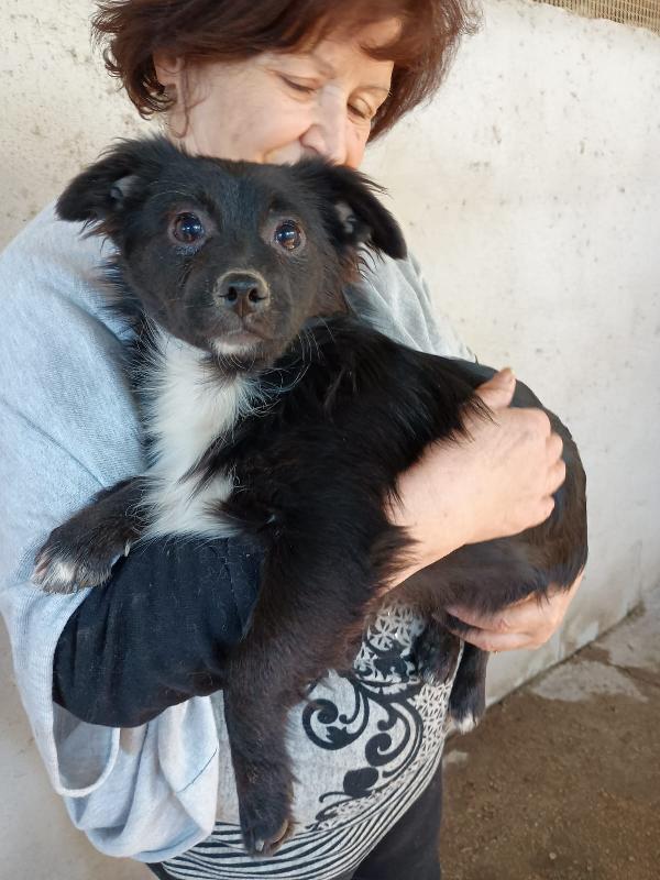 BUDDY cucciolo 5 mesi bianco e nero pelo lungo Foto 4