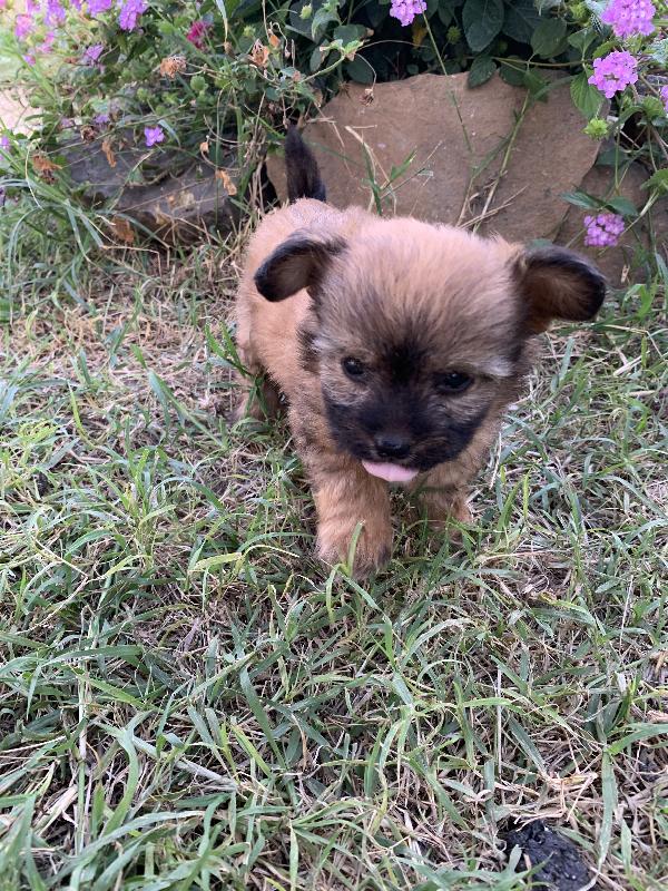 Talia