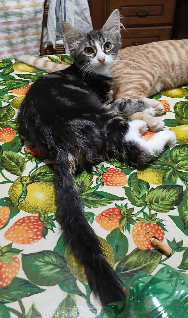 Deva gattina Foto 2