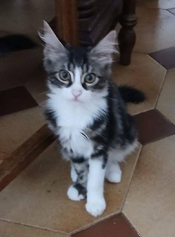 Deva gattina Foto 3