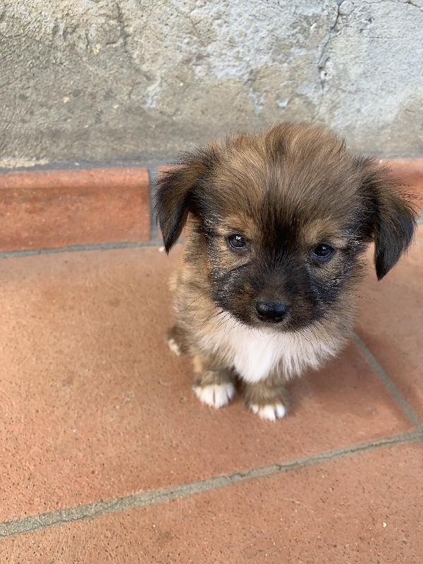 Ettore