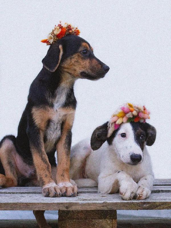 Bruce E Carmelo 