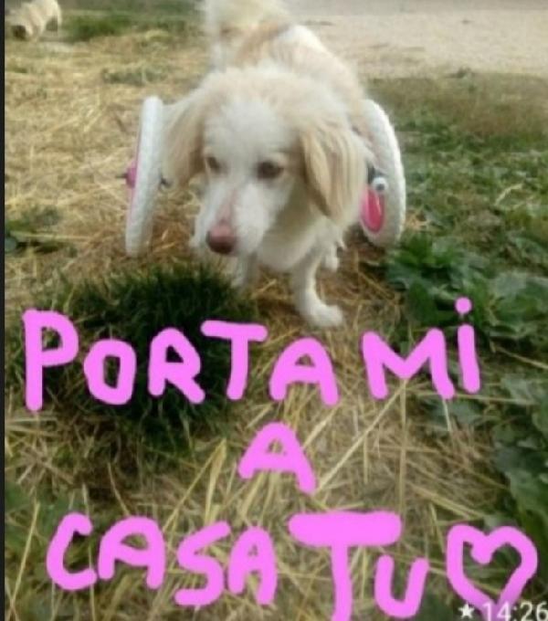 Lula 4anni e 1/2 paralizzata ma autonoma MARCHE  Foto 3