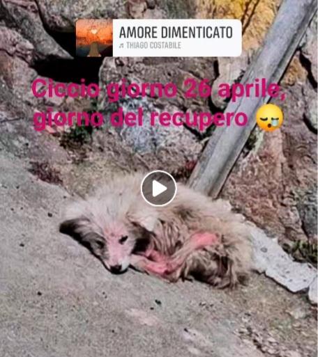 Cuccioli quasi 6mesi URGENTE AIUTO.SUD Foto 3