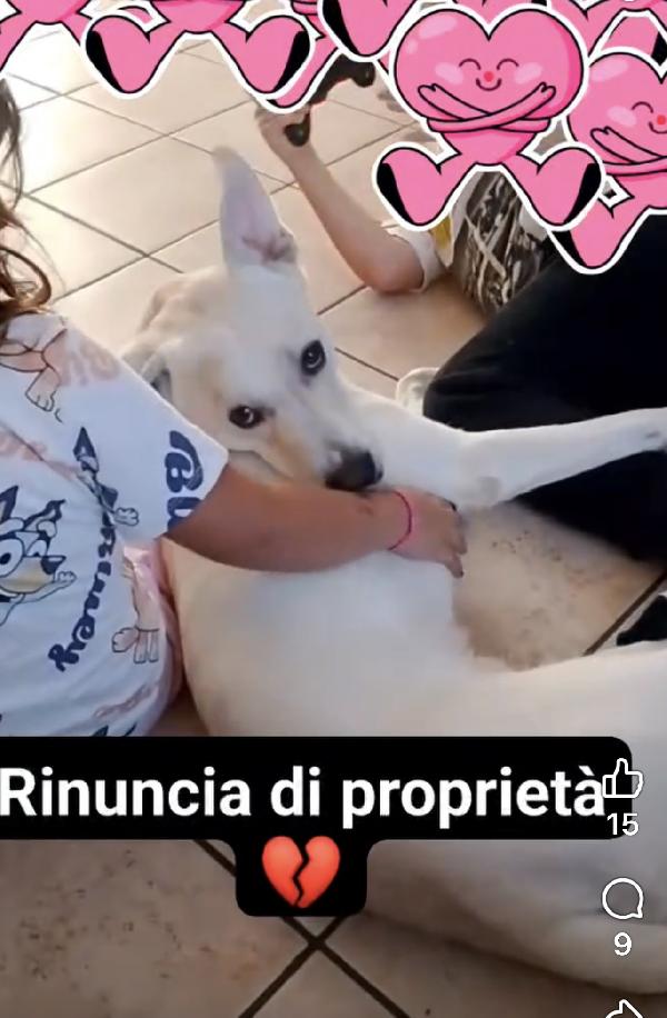 Fiocco Il Cucciolone Che Ama I Bimbi 