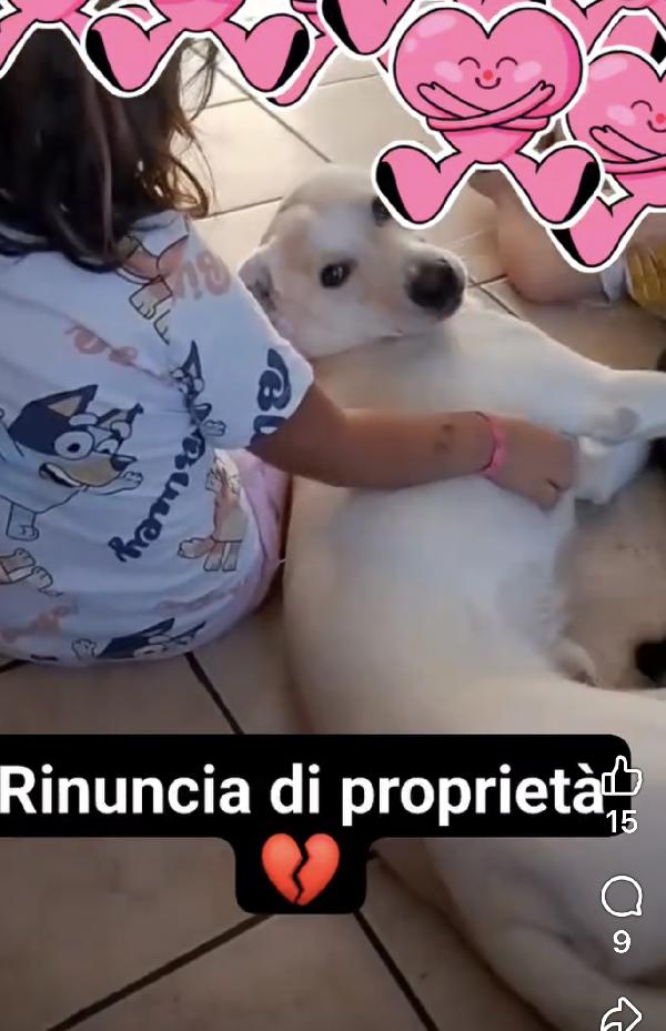 Fiocco il cucciolone che ama i bimbi  Foto 2