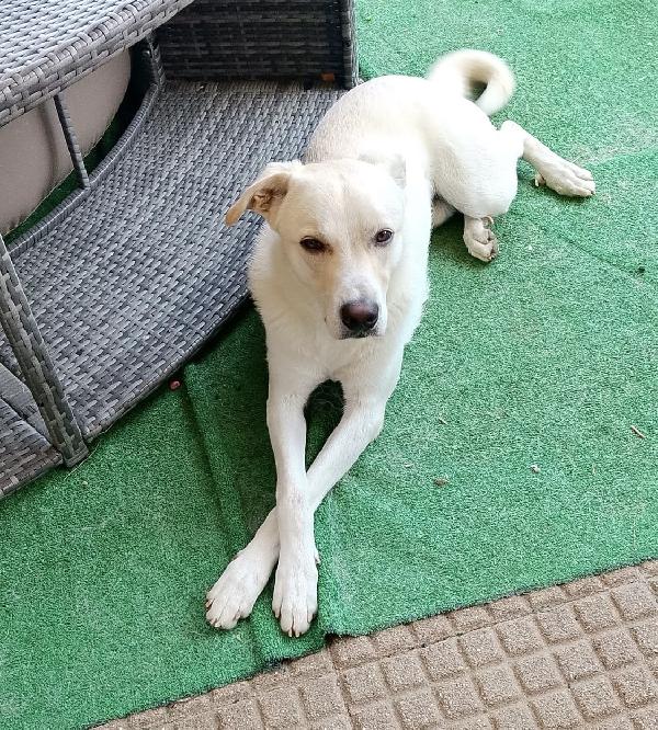 Fiocco il cucciolone che ama i bimbi  Foto 3