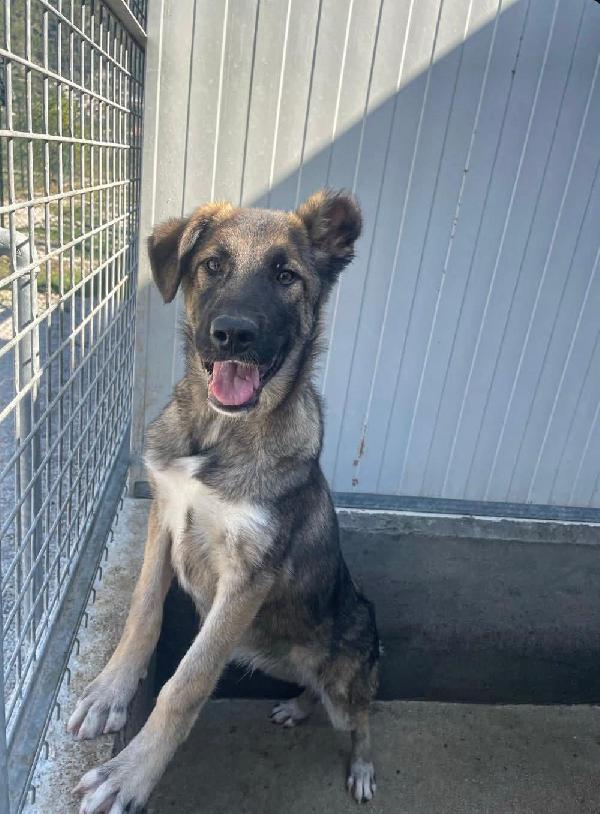 Aiutateci A Trovare Una Casa A Thiago 