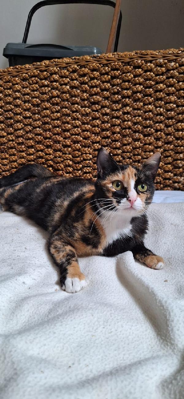 🐾 Aida, Dolce Gatta Calico In Cerca Di Casa 🐾