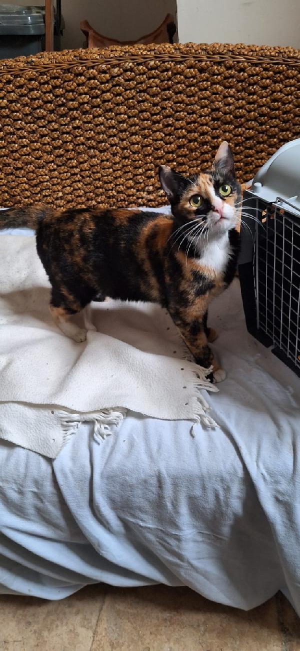 🐾 Aida, dolce gatta calico in cerca di casa 🐾 Foto 2