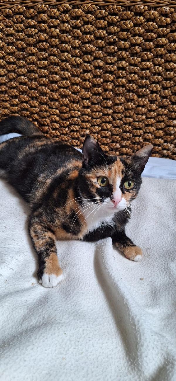 🐾 Aida, dolce gatta calico in cerca di casa 🐾 Foto 3
