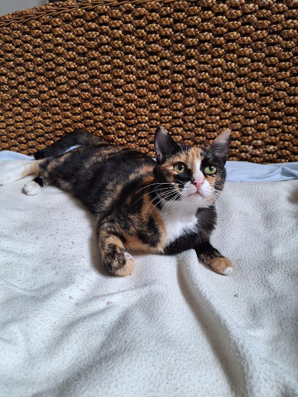 🐾 Aida, dolce gatta calico in cerca di casa 🐾 Foto 4