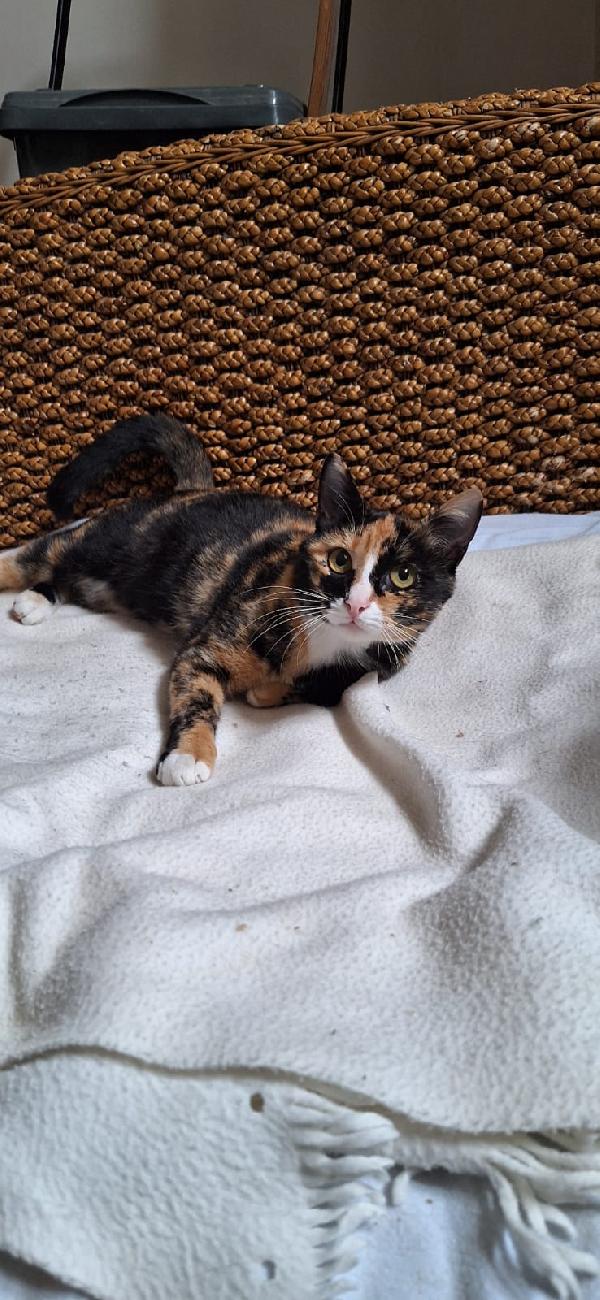 🐾 Aida, dolce gatta calico in cerca di casa 🐾 Foto 5