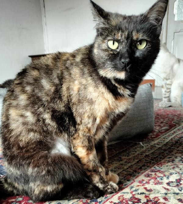 Tenera micia in adozione, WILLOW! Foto 3