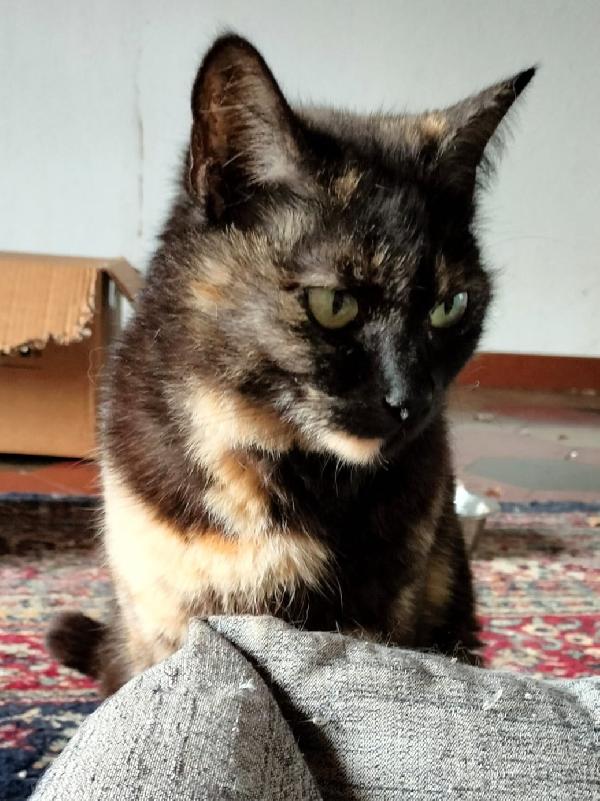 Tenera micia in adozione, WILLOW! Foto 4