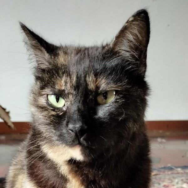 Tenera micia in adozione, WILLOW! Foto 6